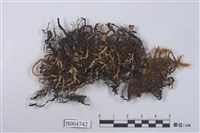 藏品(條袋梅衣)的圖片